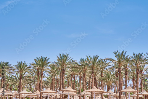 Palm trees on beach sea. Tourist season © Lazy_Bear