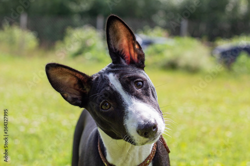 Black and white basseng puppy against the background of green grass, head tilted sideways.