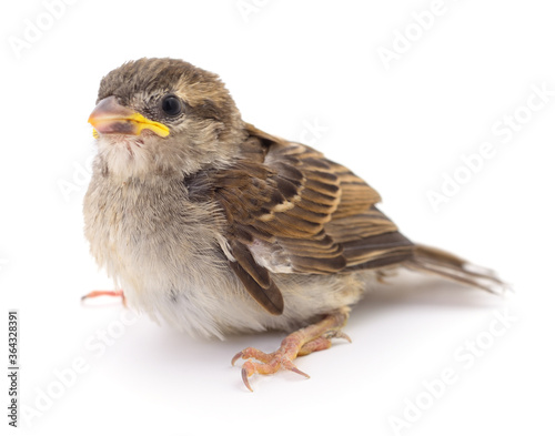 House Sparrow isolated