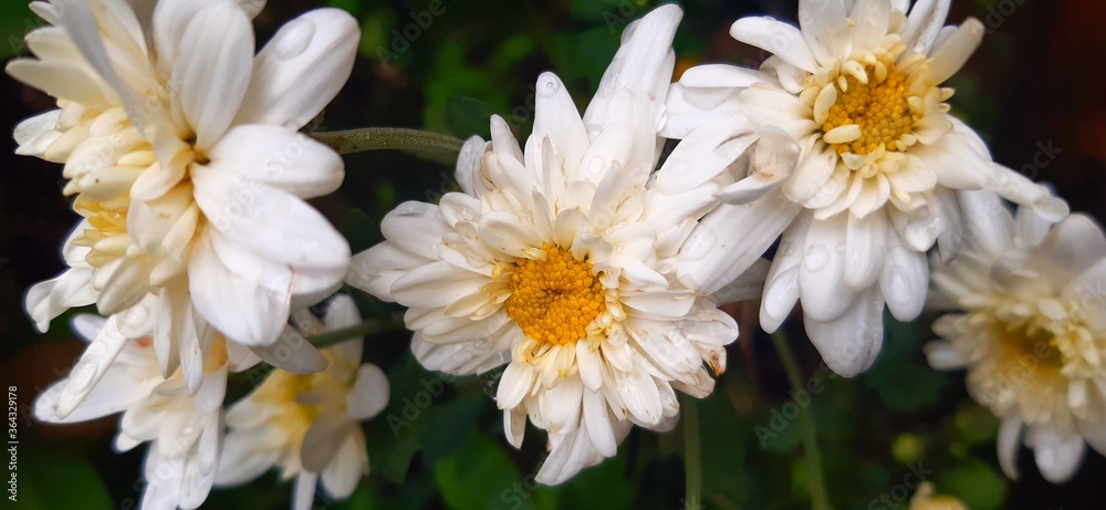 Obraz premium white and yellow flowers