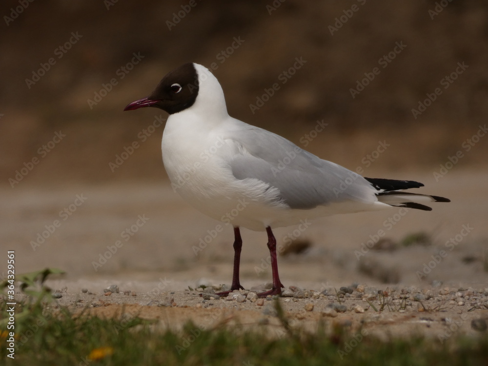 Naklejka premium The black-headed gull (Chroicocephalus ridibundus) on sandy path, Gdansk, Poland