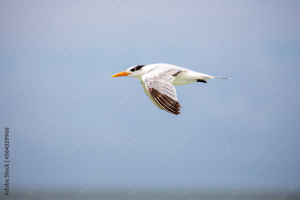 Royal Tern in Flight Royal Tern in Flight