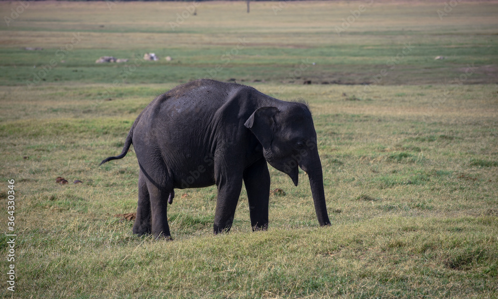 Fototapeta premium baby elephant in wild