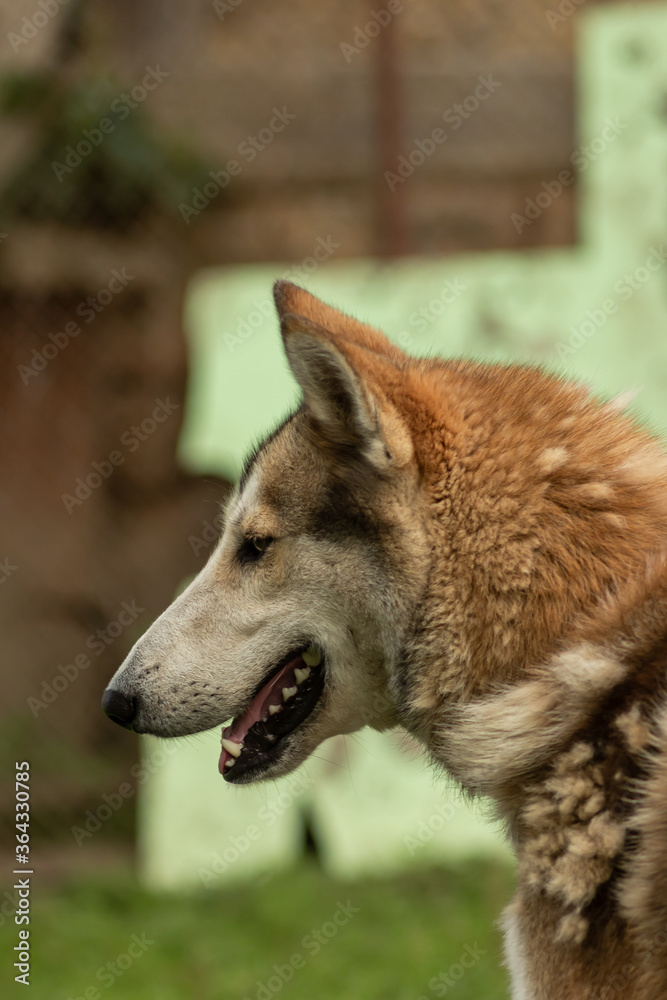 The head of a Siberian husky with his mouth open The head of a Siberian husky with his mouth open