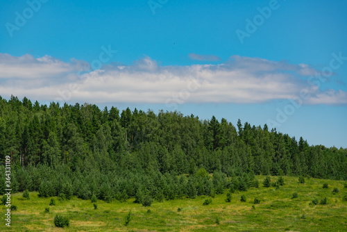 Tall green spruce against the blue sky in summer