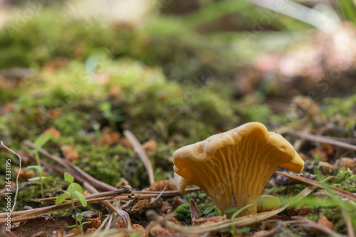 rydz grzyb makro lato ściółka leśna