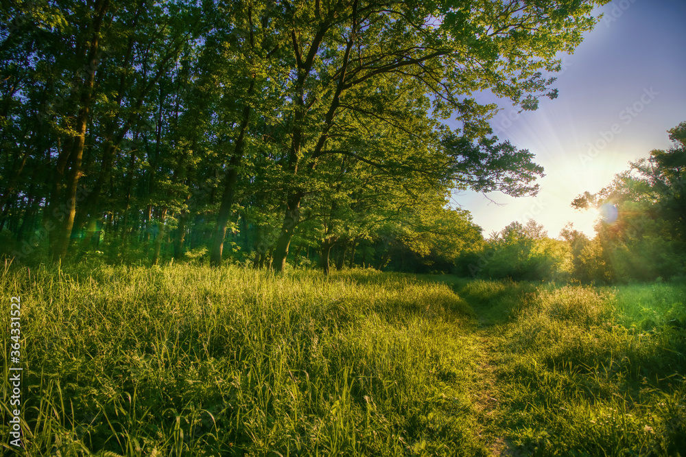 Obraz premium Summer forest in sunset light