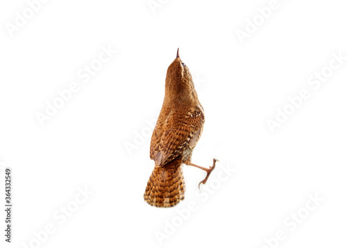 European wren (Troglodytes troglodytes) is one of smallest birds in Europe (second only to Goldcrest) weighing 8 grams. This redfether Is fast and funny, in folklore druid bird. Isolate on white photo