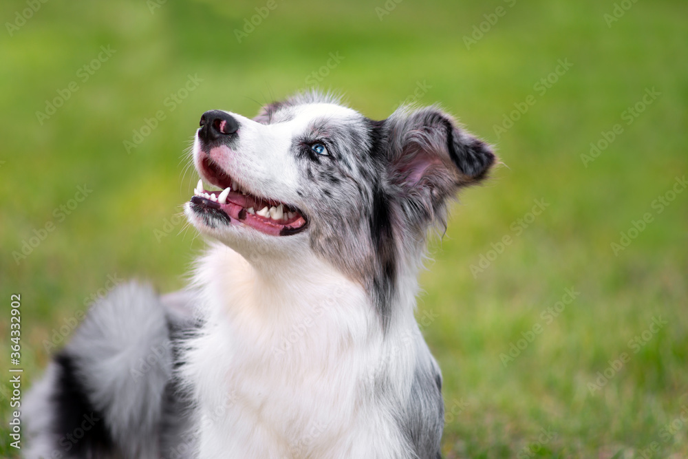 Adorable cute puppy blue merle border collie  and watching the sky