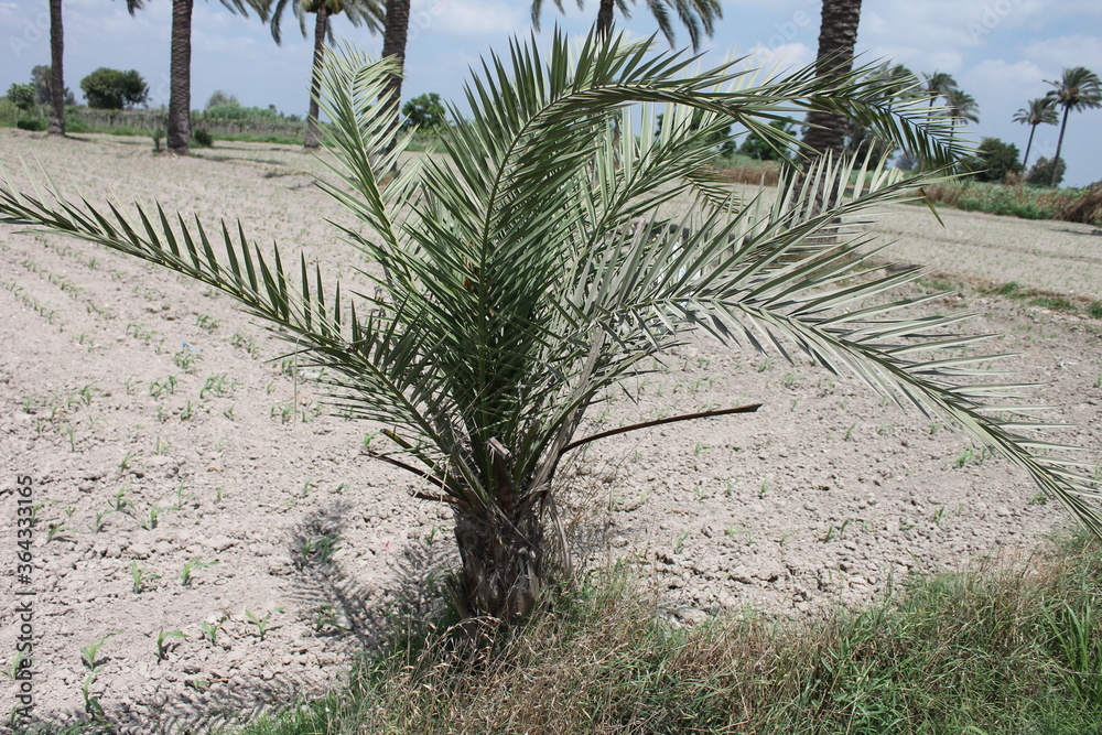 A small palm tree on the farm among the plants