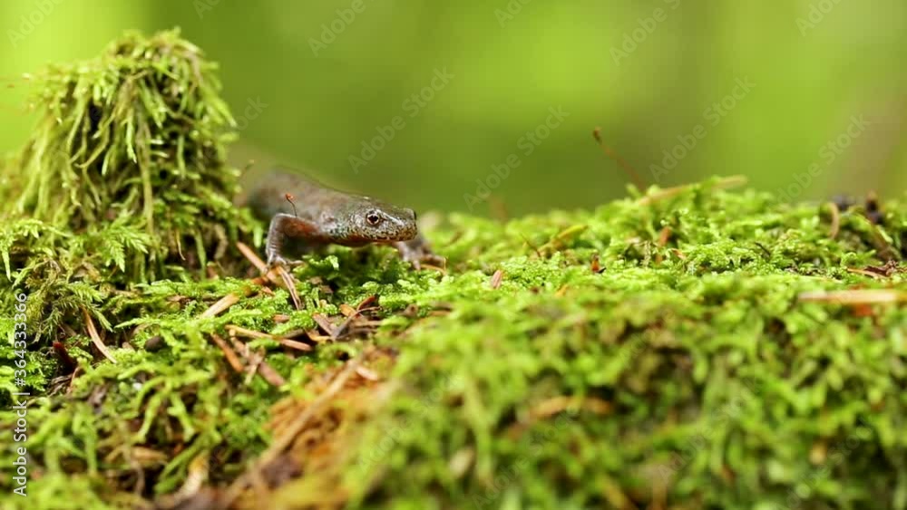 The Carpathian newt, or Montadon's newt, (Lissotriton montandoni) is a species of salamander in the family Salamandridae. The Carpathian newt, or Montadon's newt, (Lissotriton montandoni) is a species of salamander in the family Salamandridae.