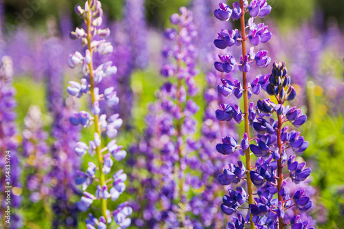 Closeup photo of lupines flowers  Lupinus L.  on the meadow. Selective focus