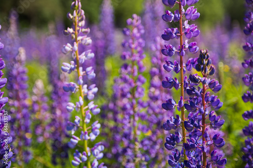 Closeup photo of lupines flowers (Lupinus L.) on the meadow. Selective focus