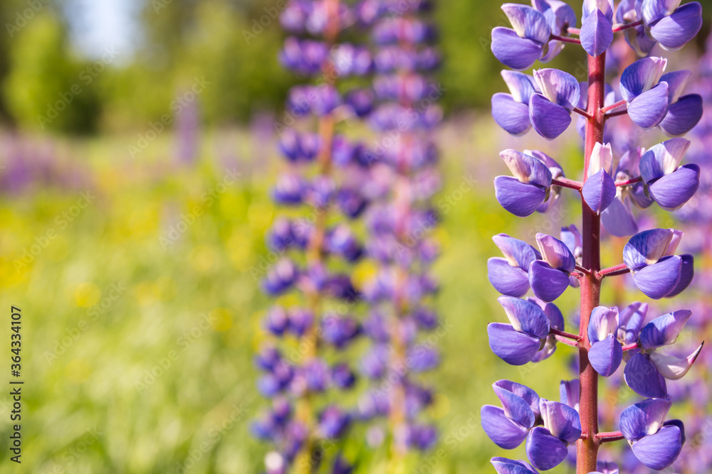 Fototapeta premium Closeup photo of lupines flowers (Lupinus L.) on the meadow. Selective focus