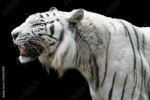 Photography white tiger in the wild side view black background