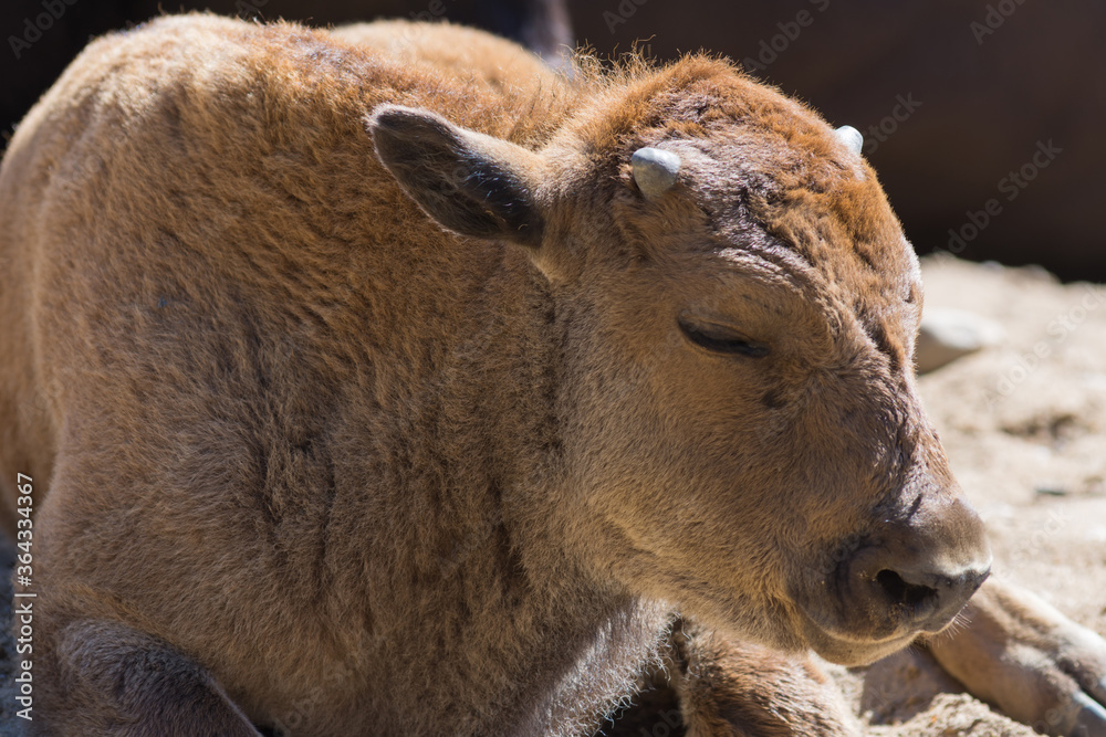 Baby calf of European bison close up. Calf is sweely sleeping under the midday sun on the sand in the nursery. Baby calf of European bison close up. Calf is sweely sleeping under the midday sun on the sand in the nursery.