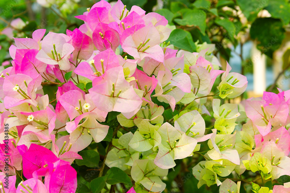 Bougainvillea (Bougainvillea ) is beautiful flowering perennial plant