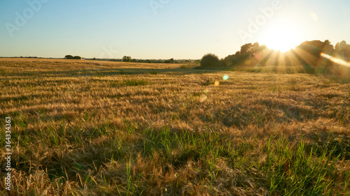 Golden ears of rye in the rays of the setting sun on the fields in the Voronezh region