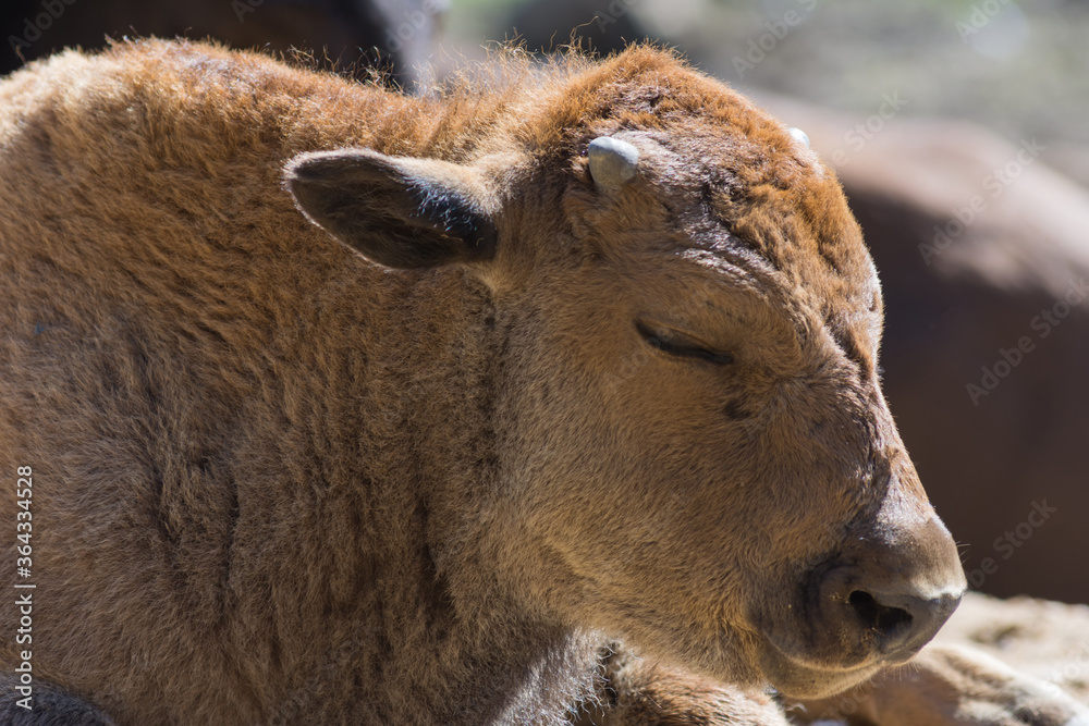 Baby calf of European bison close up. Calf is sweely sleeping under the midday sun on the sand in the nursery. Baby calf of European bison close up. Calf is sweely sleeping under the midday sun on the sand in the nursery.