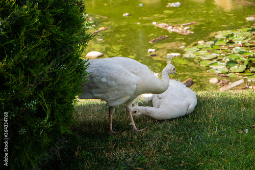 A close view of a pair of snow-white peacocks. The female lies on the grass, the male stands near her. Near the pond