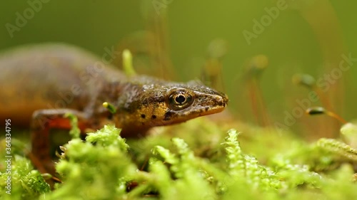 The Carpathian newt, or Montadon's newt, (Lissotriton montandoni) is a species of salamander in the family Salamandridae.  photo