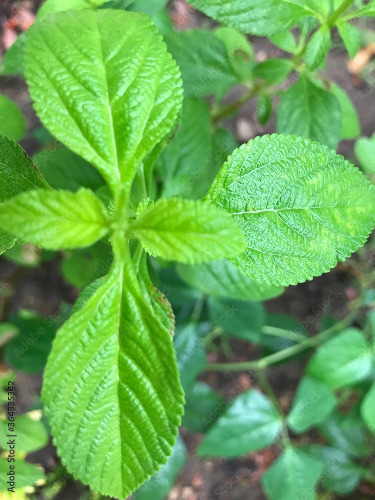 mint leaves in the garden