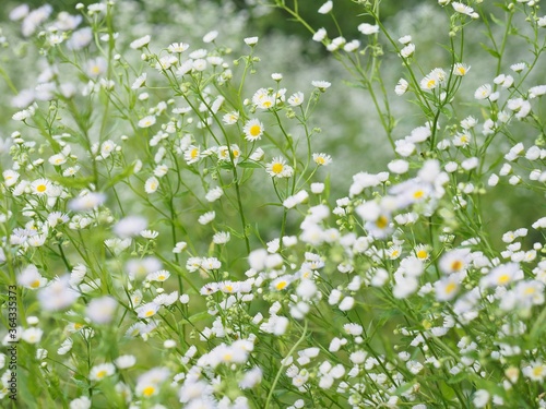 Duftende Blumenwiese als Eldorado für Insekten