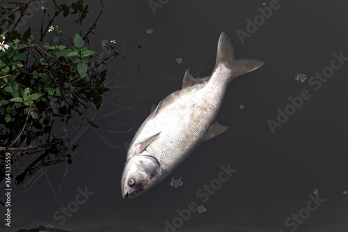 Dead Silver carp (Hypophthalmichthys molitrix) in the pond. Fish farming and death from lack of oxygen and water pollution in Southeast Asia photo