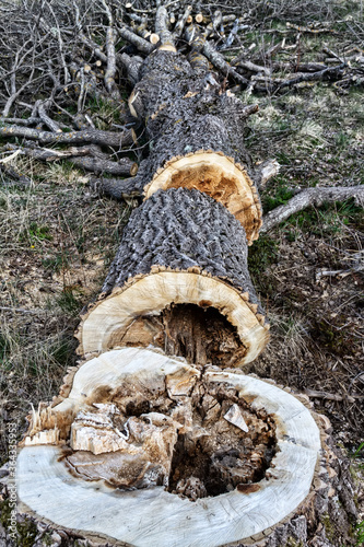 Forestry. Sawing wood with a power saw. This rotten aspen is cut on spot (logging site) into poppet (short logs, lump wood) for firewood