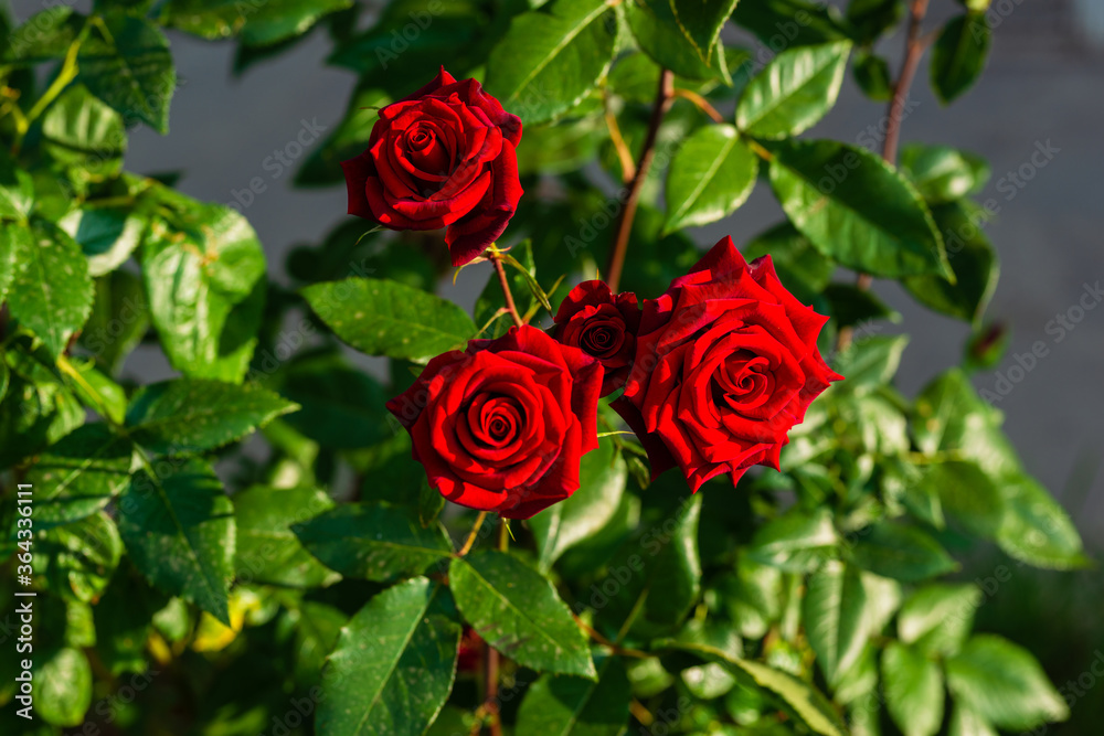 Vibrant red rose with raindrops in the garden Vibrant red rose with raindrops in the garden
