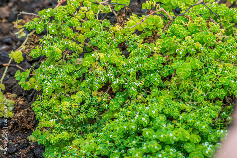 Candelabra Tree Euphorbia candelabrum, Tower Island, Galapagos Islands, Ecuador 