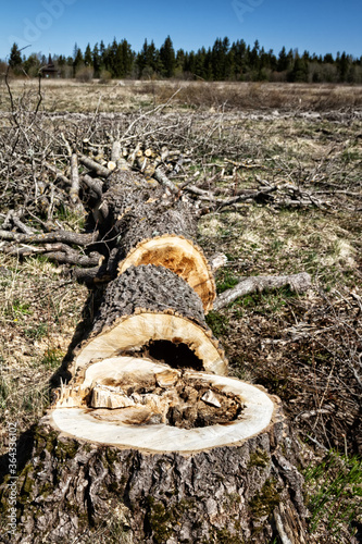 Forestry. Sawing wood with a power saw. This rotten aspen is cut on spot (logging site) into poppet (short logs, lump wood) for firewood