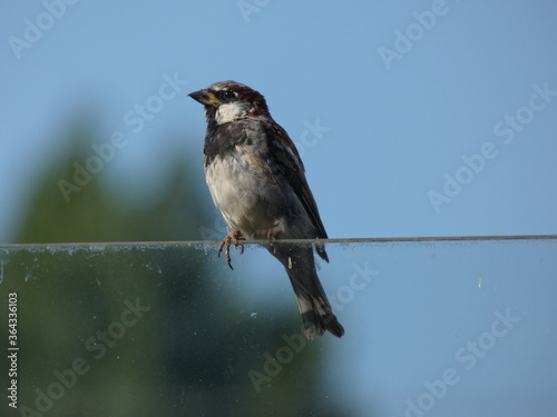 House sparrow (Passer domesticus) perched on a glass wall, Gdansk, Poland