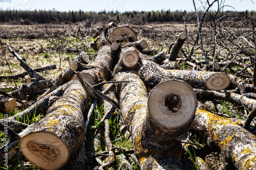 Forestry. Sawing wood with a power saw. This aspen is cut on spot (logging site) into poppet (short logs, lump wood) for firewood