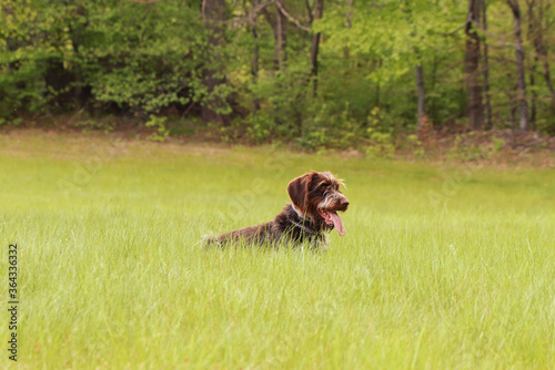 Bohemian Wirehaired Pointing Griffon is highly intelligent and easy to train. Dog has a friendly, eager to please attitude that works well in a family atmosphere. Relax in grass