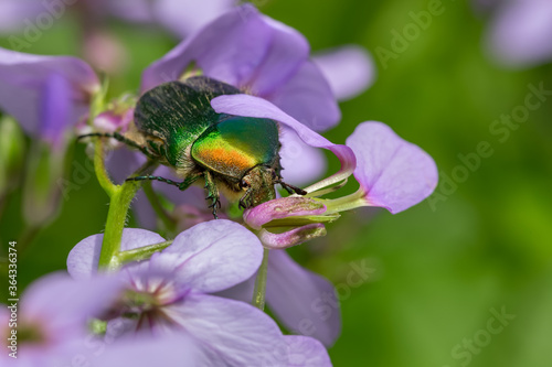 Cetonia aurata green colorful on a flower on a summer day. Macro photo