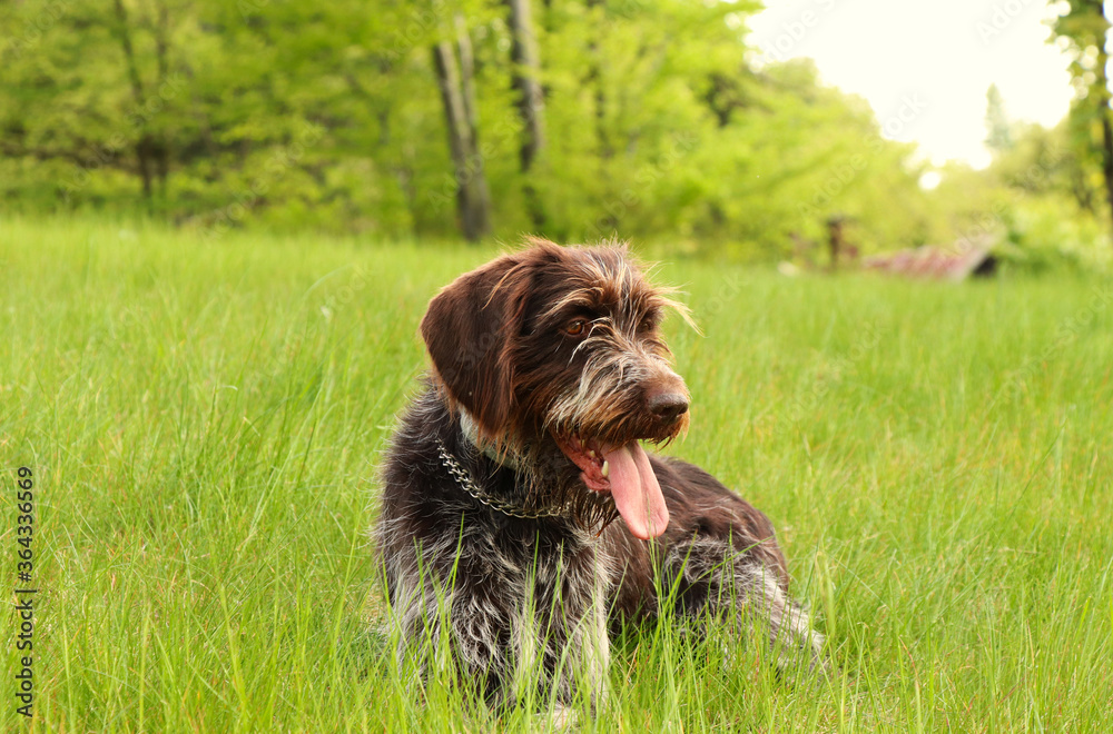 Czech breed of versatile gun dog. Cesky fousek has the beard and