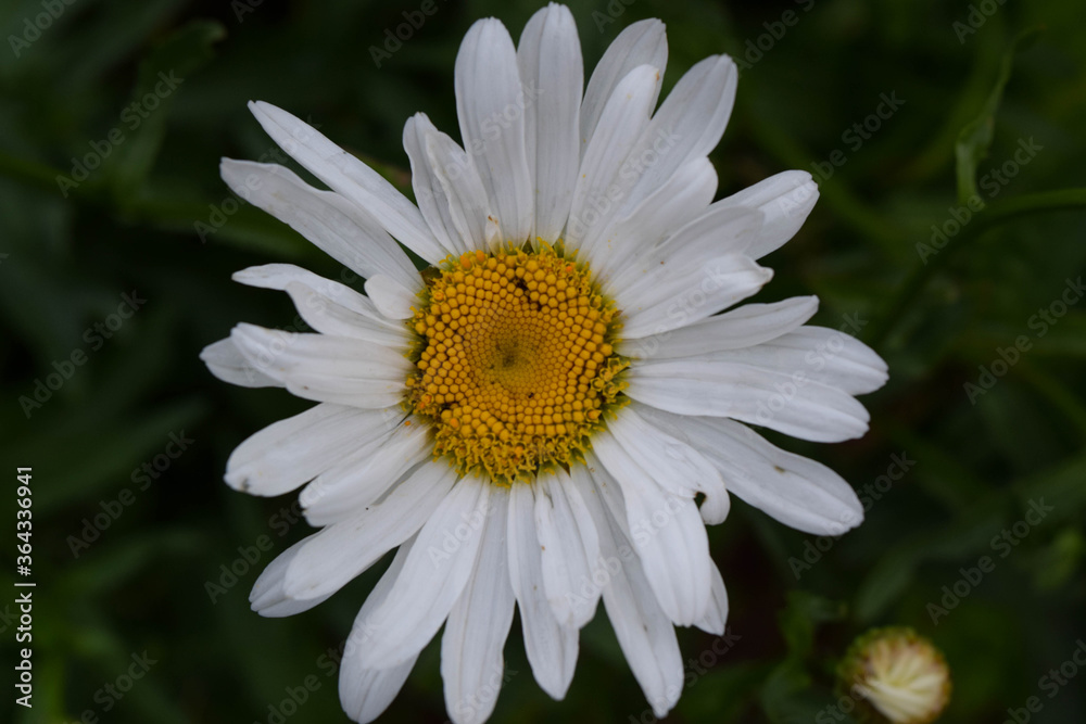 Obraz premium Сamomile