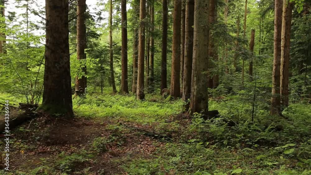 Old coniferous natural mystical forest. Old dense mystical forest. Old natural virgin forest in the Carpathians. A stream among the old forest Old coniferous natural mystical forest. Old dense mystical forest. Old natural virgin forest in the Carpathians. A stream among the old forest