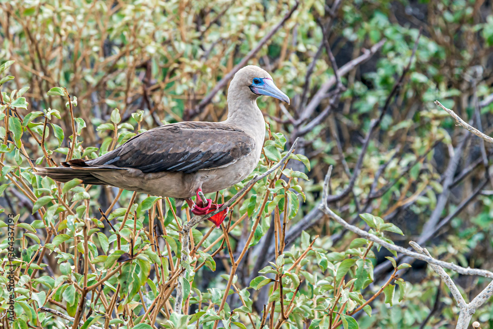 Naklejka premium Red-footed Booby Tower Island Galapagos Islands Ecuador