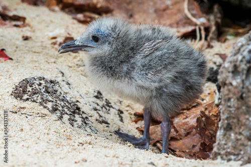 Red-footed Booby Chick Sula sula Tower Island Galapagos Islands 