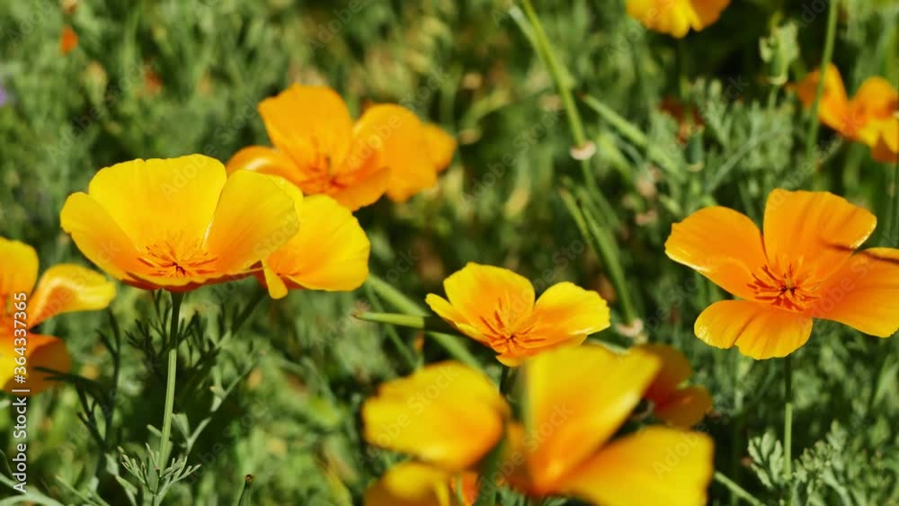 Flowers asholzii. Orange flowers in the wind. 4K. Flowers asholzii. Orange flowers in the wind. 4K.