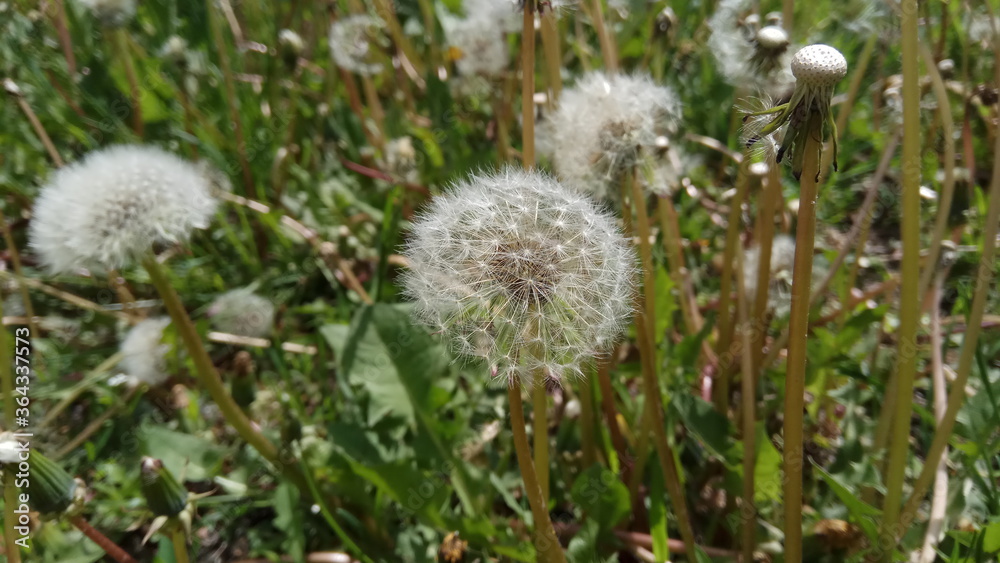 dandelion seeds on a stalk close up
dandelion seeds on a stalk close up