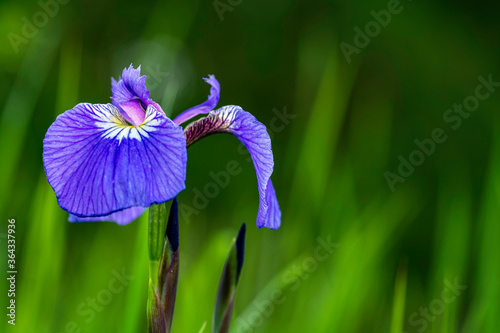 Blue Iris Bloom in Alaska Green Background