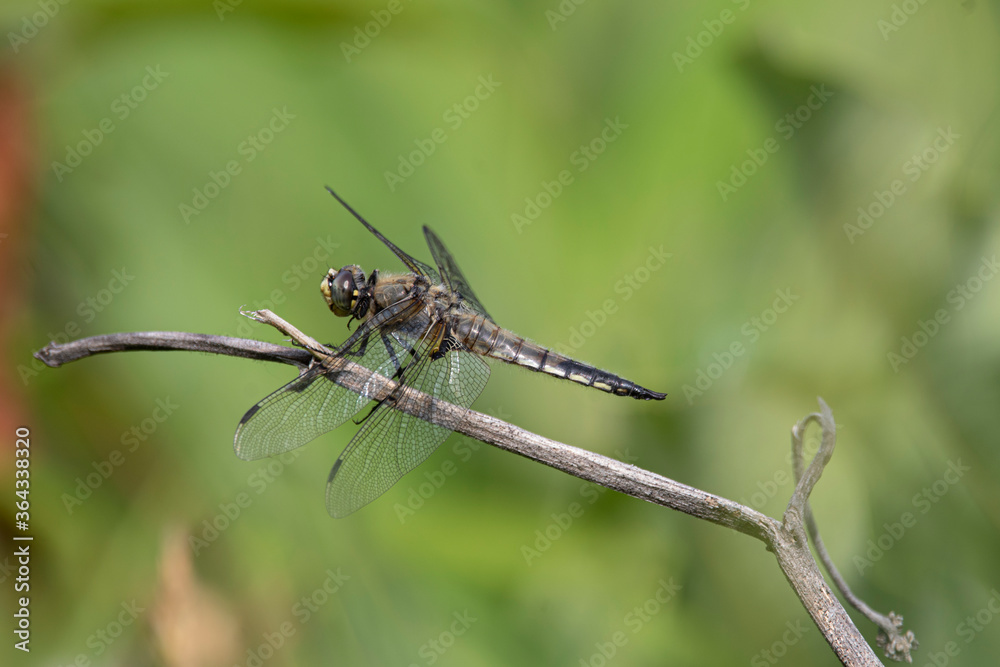 A macro view of a dragonfly (anisoptera) at rest on a woody stalk with green background A macro view of a dragonfly (anisoptera) at rest on a woody stalk with green background
