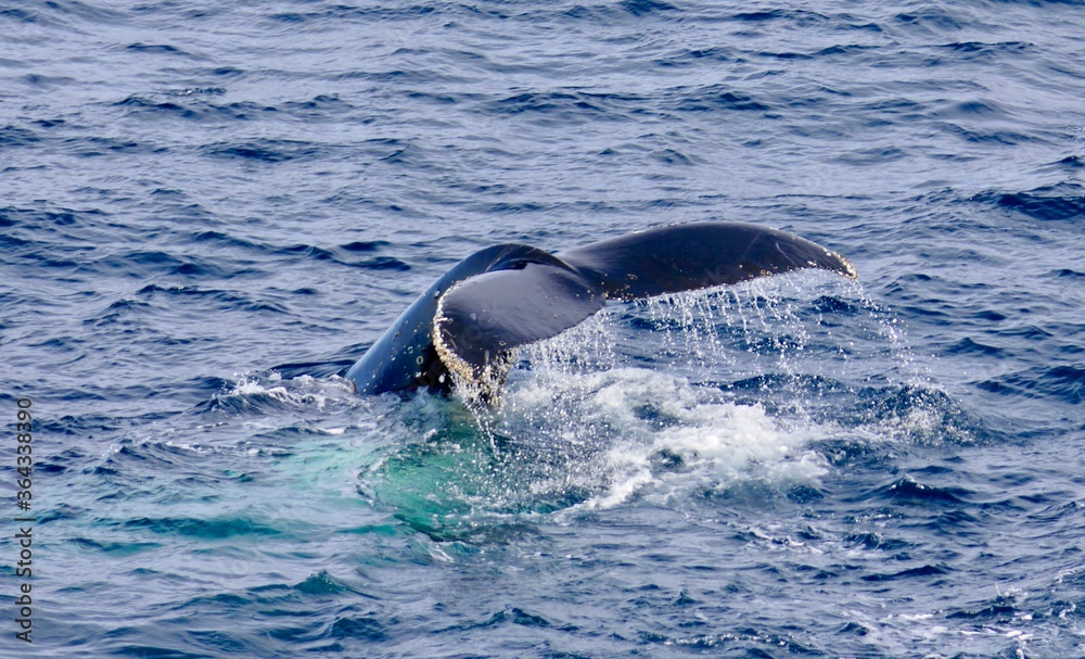 Naklejka premium Whale tail fin surfacing in blue antarctic sea, Antarctica