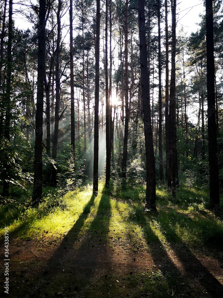 Fototapeta premium Path in the woods, trees for your site, Instagram or somthing else