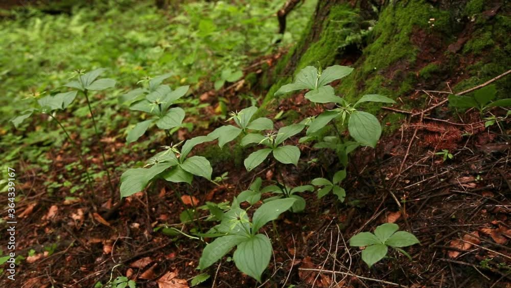 Paris quadrifolia, the herb-paris or true lover's knot, is a species of flowering plant in the family Melanthiaceae. Paris quadrifolia, the herb-paris or true lover's knot, is a species of flowering plant in the family Melanthiaceae.