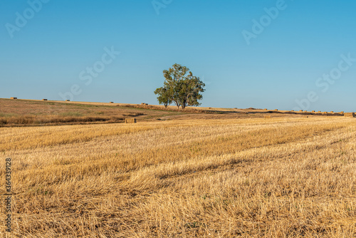 Mowed wheat field with stacks of straw on an early summer evening. Selective focus.