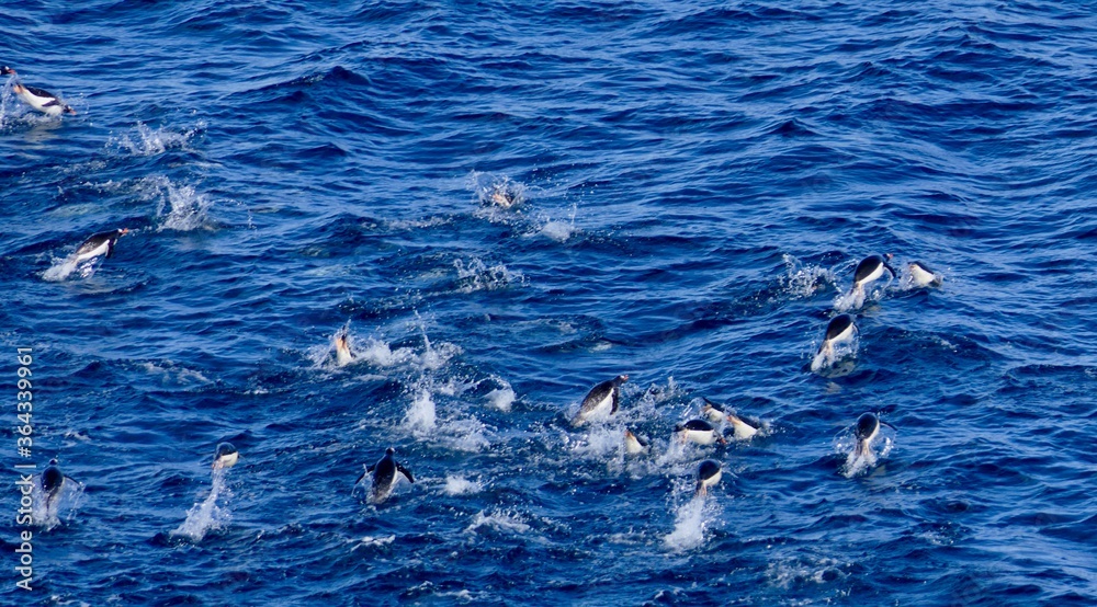 Naklejka premium Penguins swimming and jumping in blue antarctic sea, Antarctica